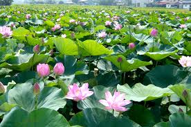 Image result for 蓮花