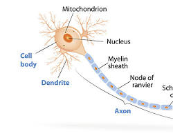 Image of neuron axon