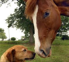 Image result for HORSE