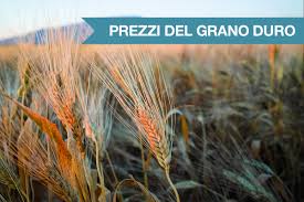 Trend Google: grano duro