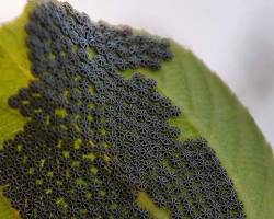 Hình ảnh về butterfly eggs on a leaf