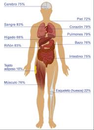 Resultado de imagen para cuerpo humano