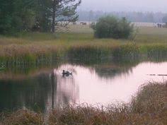 Image result for williamson river