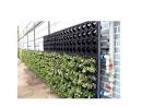 Plants On Walls Vertical Gardens