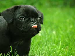 Image result for pugs