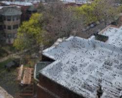 Image of swarm of gnats in Chicago