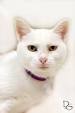 Adopt Hill Billy - Cats are free to good homes Saturday at the ... - HillBilly