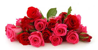 Image result for roses