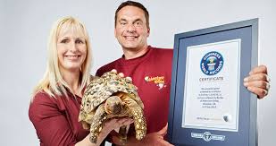 Image result for British turtle Bertie, the fastest in the world