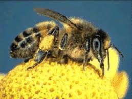 Resultado de imagen de abeja