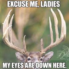 Image result for Animal Meme