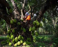 தமிழ்நாட்டில் உள்ள பழத்தோட்டங்கள்