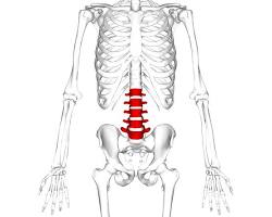 Lumbar vertebrae