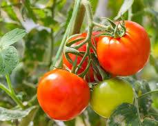 Image of Tomato fruit