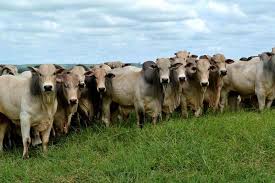 Resultado de imagem para fazenda