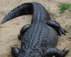Image of alligator
