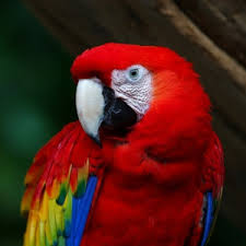 Image result for macaw parrot hd