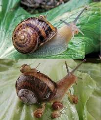 Snail's advice on coexisting with gardeners
