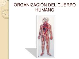 Resultado de imagen para cuerpo humano