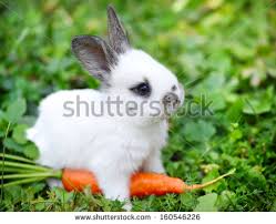 Image result for RABBIT