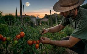 Pleine Lune du Cerf de juillet 2026 : le geste indispensable à faire au jardin pour des récoltes géantes cet été 2026
