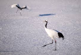 CHINA-HEILONGJIANG-RED-CROWNED CRANES (CN)