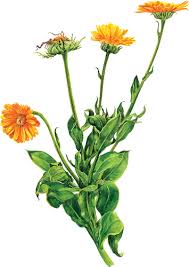 calendula officinalis