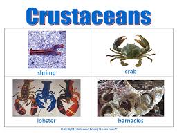 Resultado de imagen de crustaceans