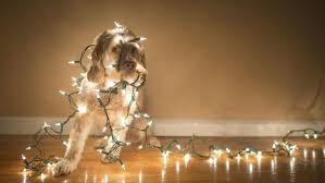 Image result for cats tangled up in christmas lights