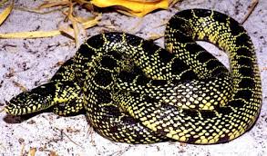 Image result for king snake