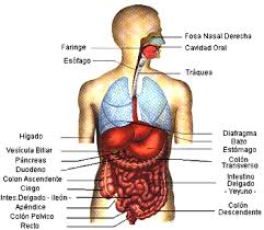 Resultado de imagen para cuerpo humano