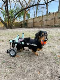 Playing fetch will always be Henry's favorite activity 🎾