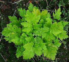 Image result for feverfew