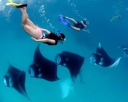 Imagen de Diver swimming with manta ray in Maldives