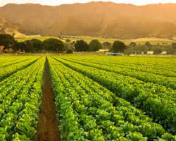 lush green agriculture land and fertile farm fields in India, AI generated