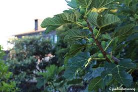 Resultado de imagem para figos de Sao Joao