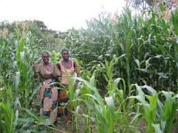 Image result for DR AMAR NATH GIRI EHSQ