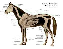 Image result for horse pictures