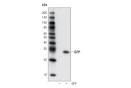 Green Fluorescent Protein - Molecule of the Month 20- HTML