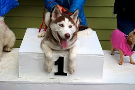 Résultat de recherche d'images pour "dog show"