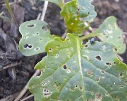 Immagine di Phyllotreta altica buchi foglie brassiche