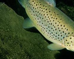 Afbeelding van Truite fario fish