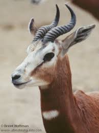 Résultat de recherche d'images pour "dama gazelles"