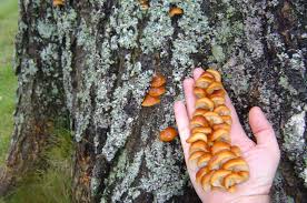 Image result for chaga mushroom images