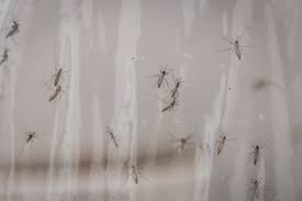 Debugging: Google requests permission to release 32m mosquitoes in California and Florida