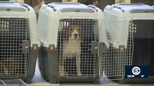 Dane County Humane Society welcomes beagles from Ridglan Farms