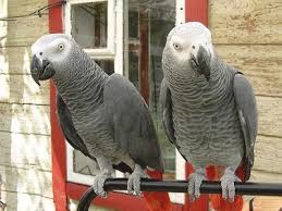 Image result for african grey parrot for sale