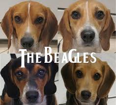 Funny Beagle Quotes. QuotesGram via Relatably.com