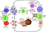 Virus-specific CDT cells: activation, differentiation and memory