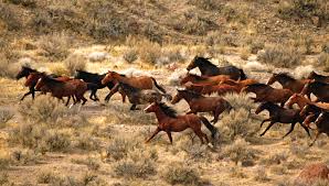 Image result for wild horses
